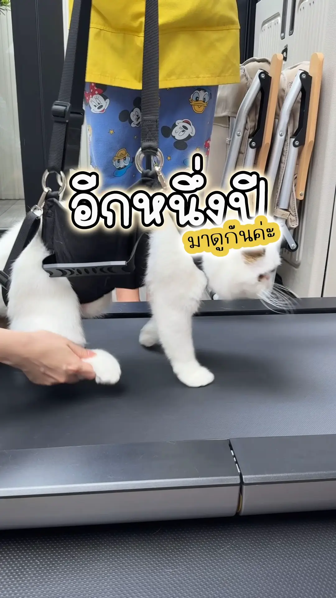 願いましょう。✨ | My cat storyの投稿動画 | Lemon8