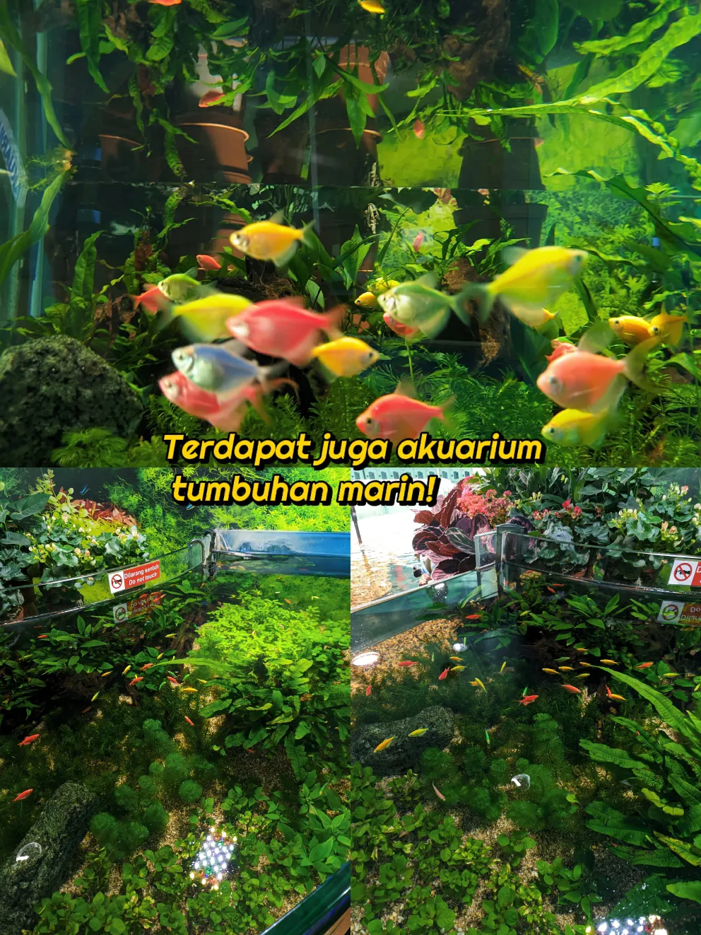 RM6 Je Dah Boleh Tengok Ikan Macam Aquaria KLCC? Gallery posted by
