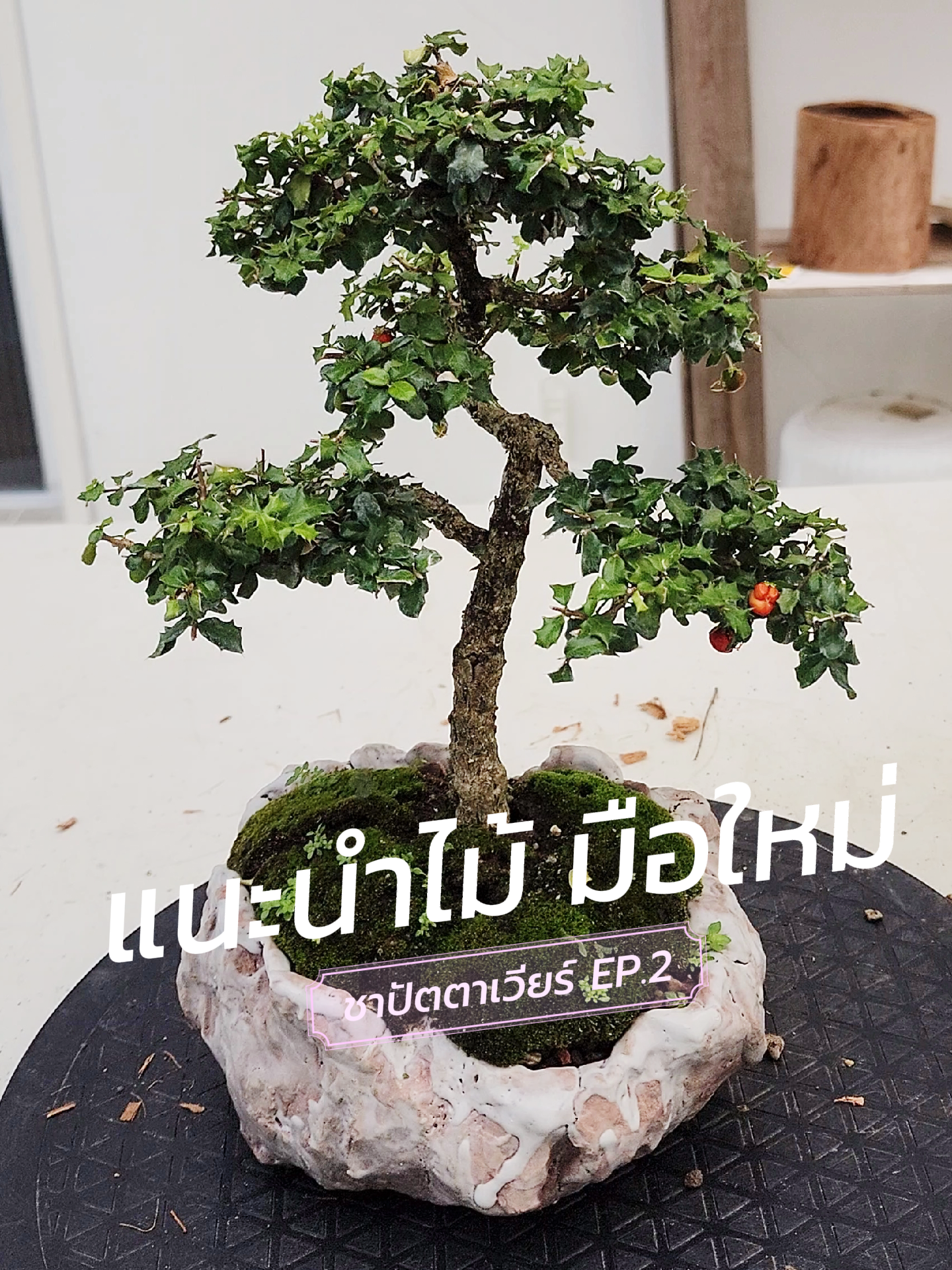 Mine (EP)  Bonsai Trees