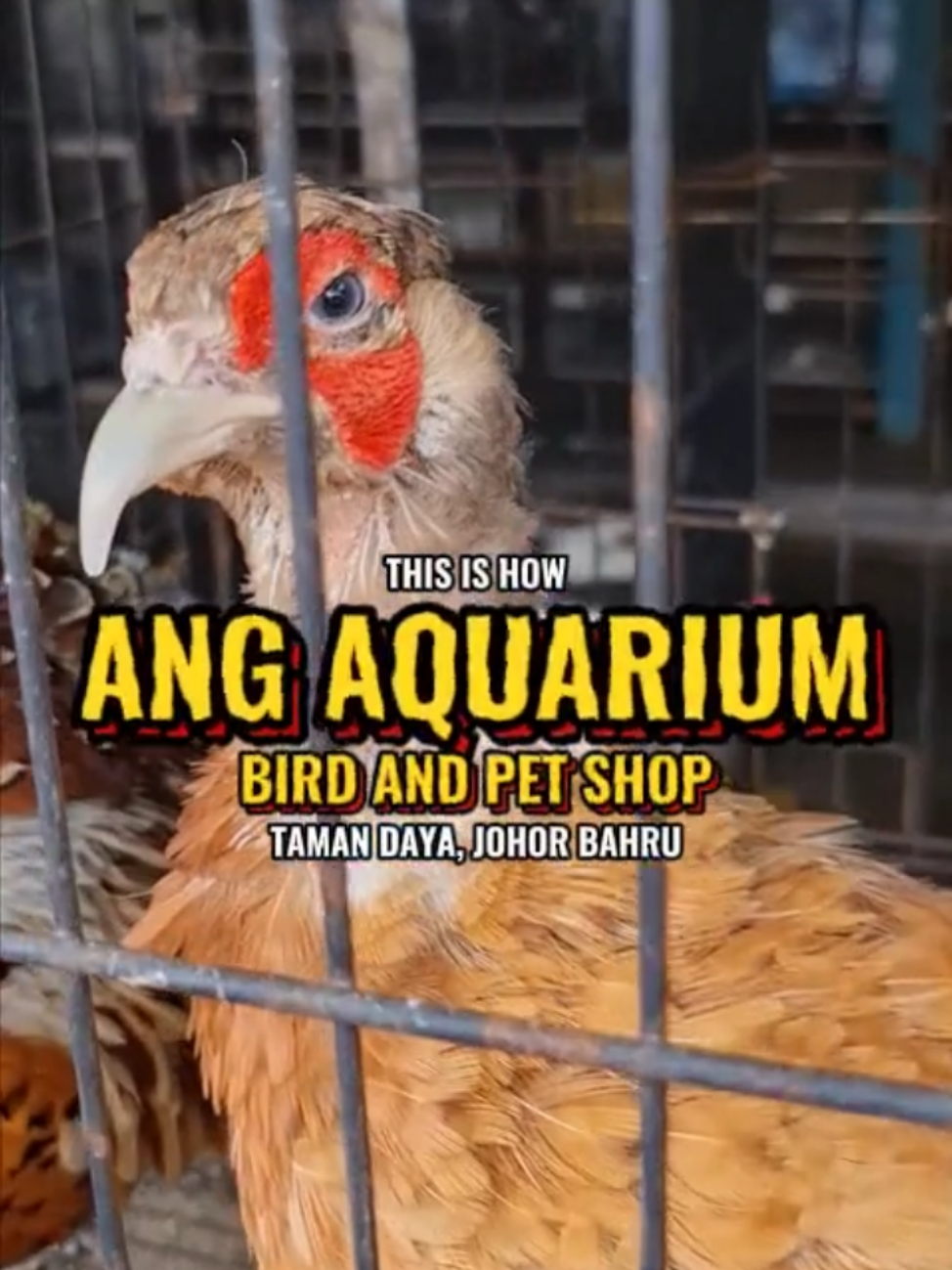 Bird shop 2024 and aquarium