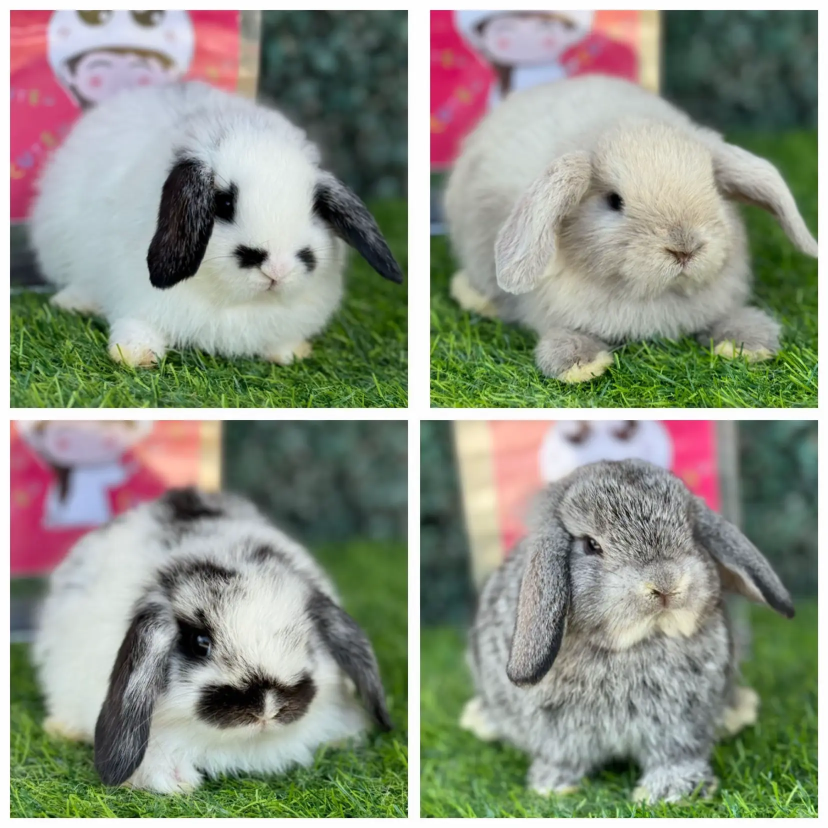 Holland Lop Rabbit Breed | Gallery posted by JeBunnyChonburi | Lemon8