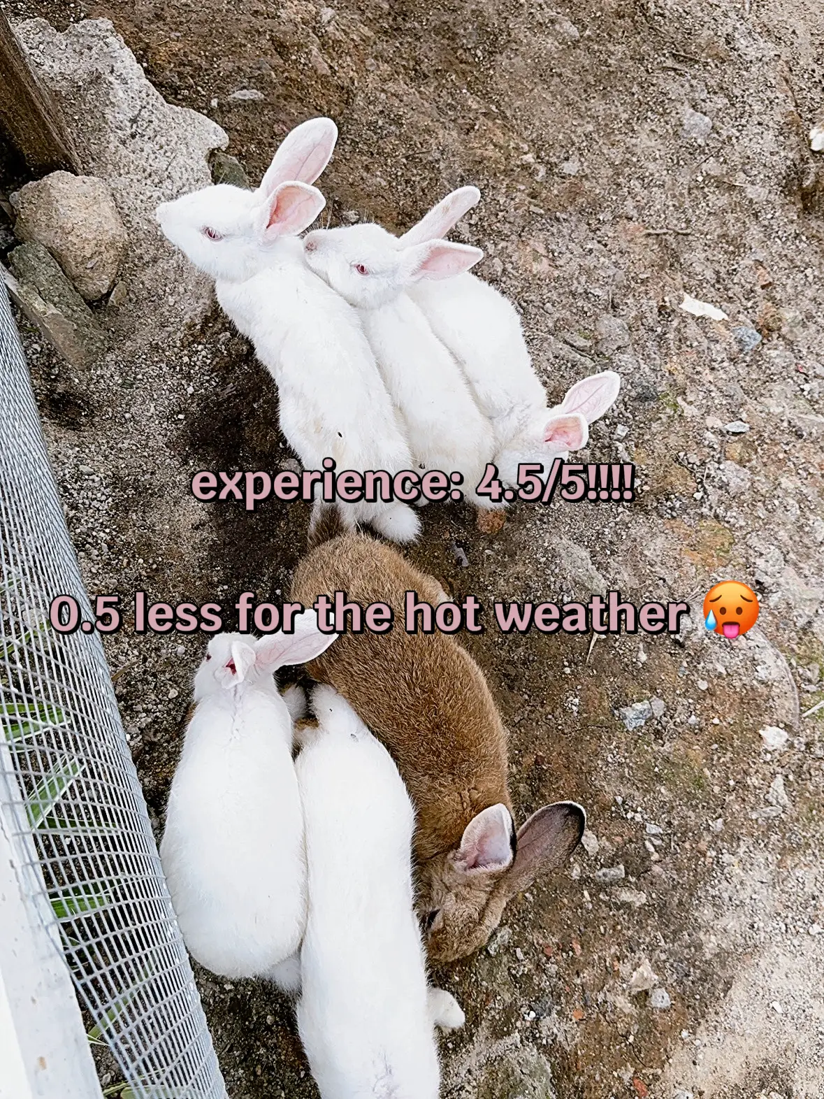 JB DAY-TRIP ACTIVITY - RABBIT FARM | Gallery posted by aerith wen | Lemon8