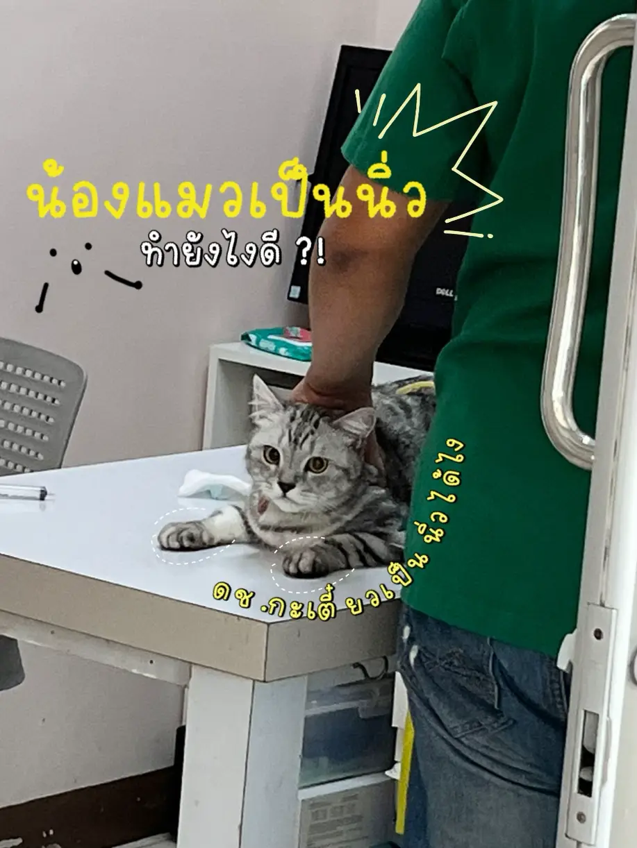 猫は胆石です、どうすればいいですか?🐈⚠️ | catstergang🐈✨が投稿