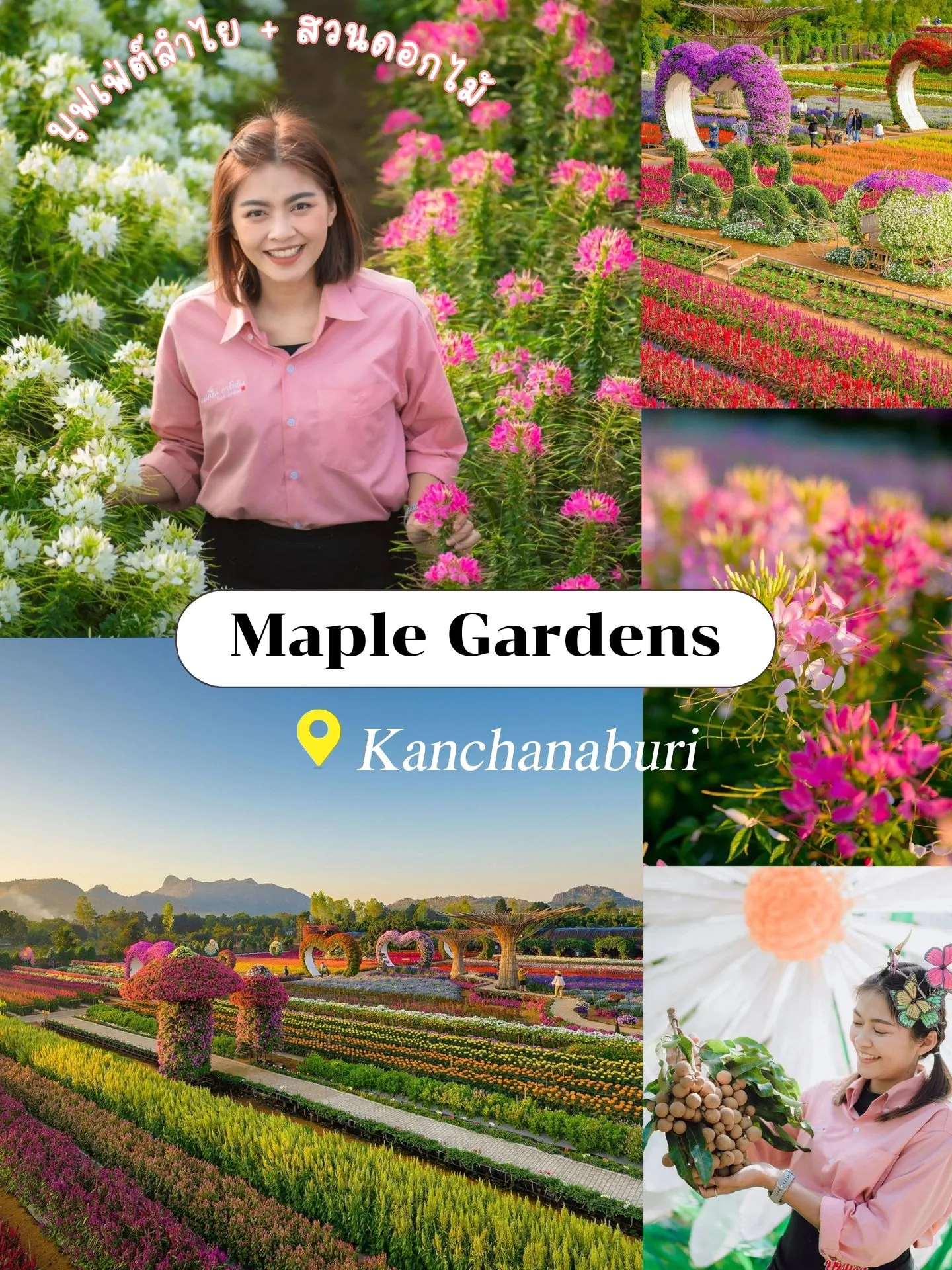 สวนเมเปิ้ลกาญจนบุรี บุฟเฟ่ต์ลำไย ชมสวนดอกไม้ แกลเลอรีที่โพสต์โดย Maple Gardens Lemon8