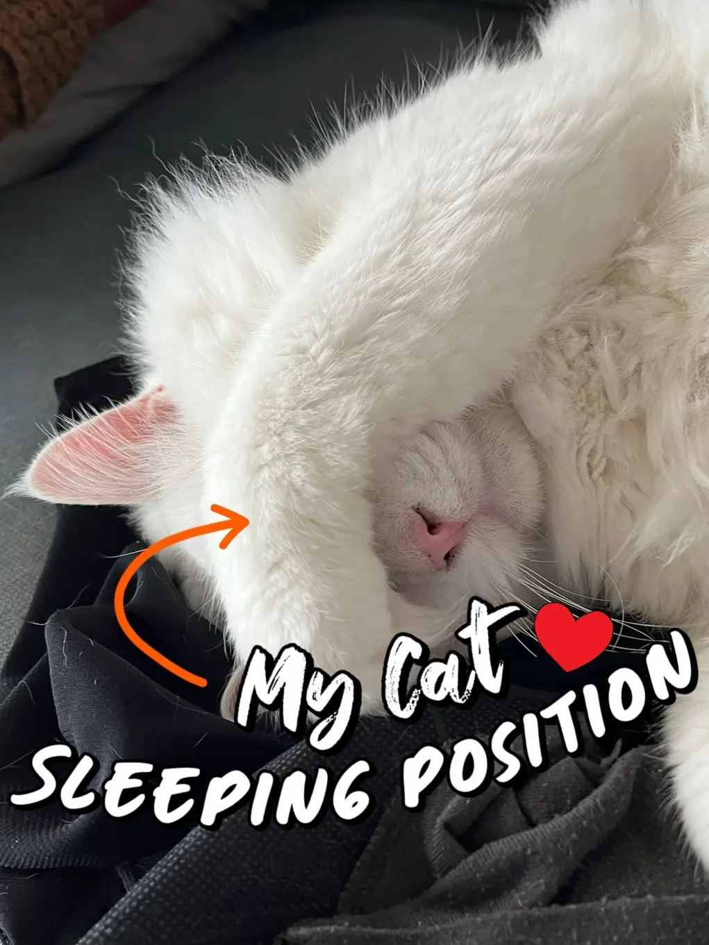 Cat sleeping position ni ada makna ke? | Gallery posted by belle. | Lemon8