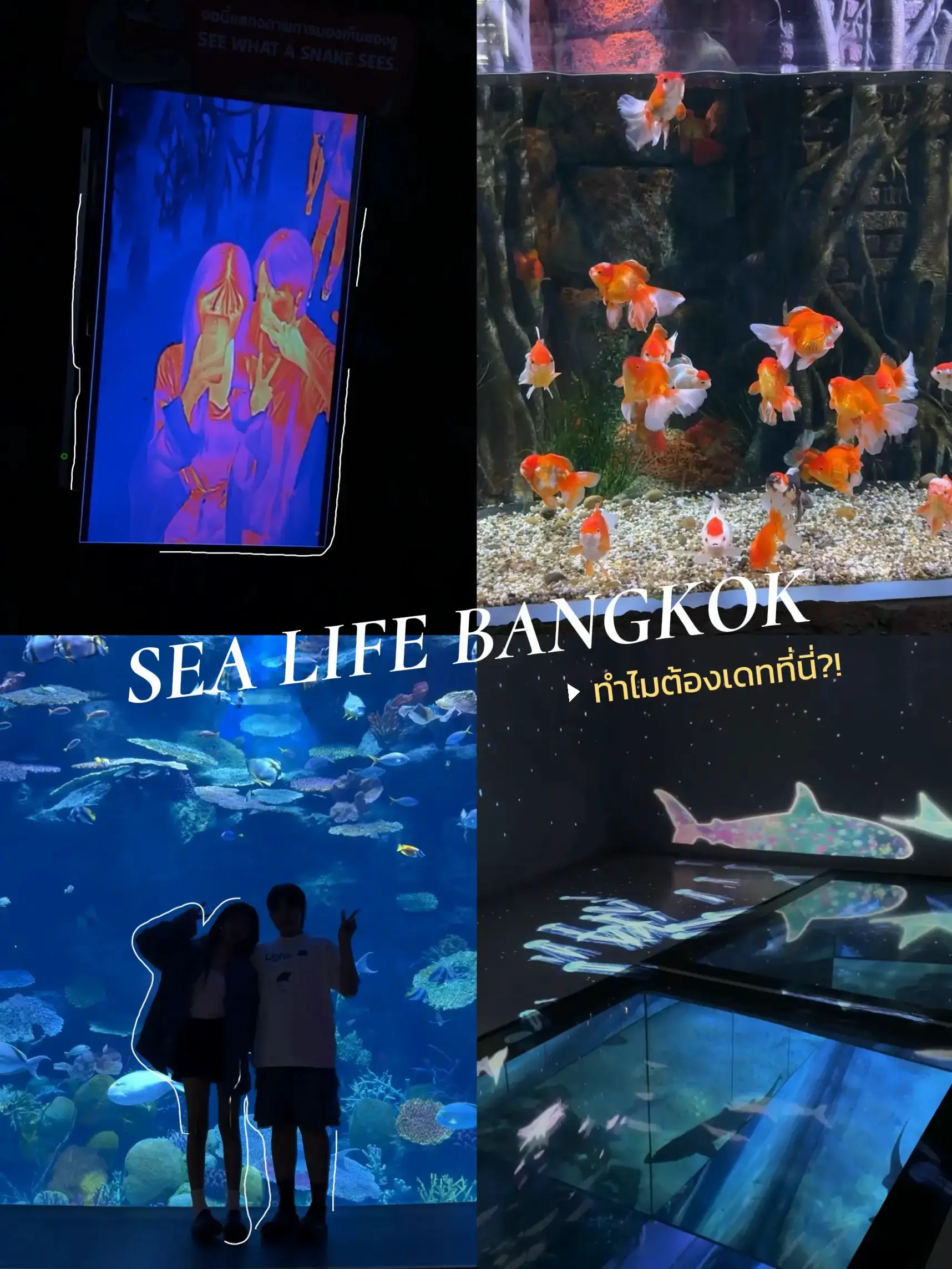 แนะนำสถานที่เดทสุดโรแมนติก Sea Life Bangkok | แกลเลอรีที่โพสต์โดย tinyt ...