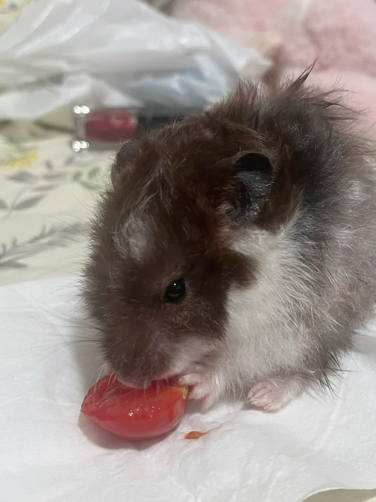 Black and white long haired best sale syrian hamster