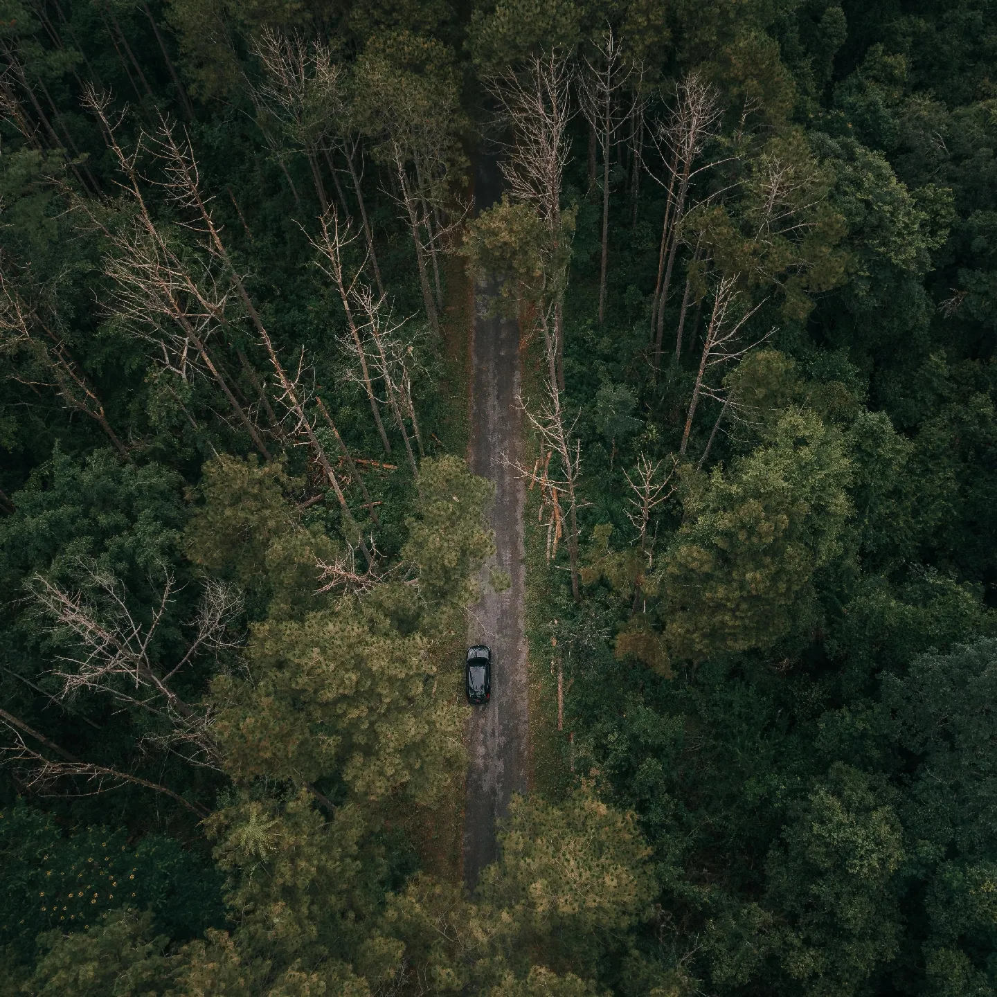 CHAIYAPHUM : พิกัดถ่ายรูปกลางป่าสน 🌲🍃🌲 | แกลเลอรีที่โพสต์โดย ค น ห ล ง ...