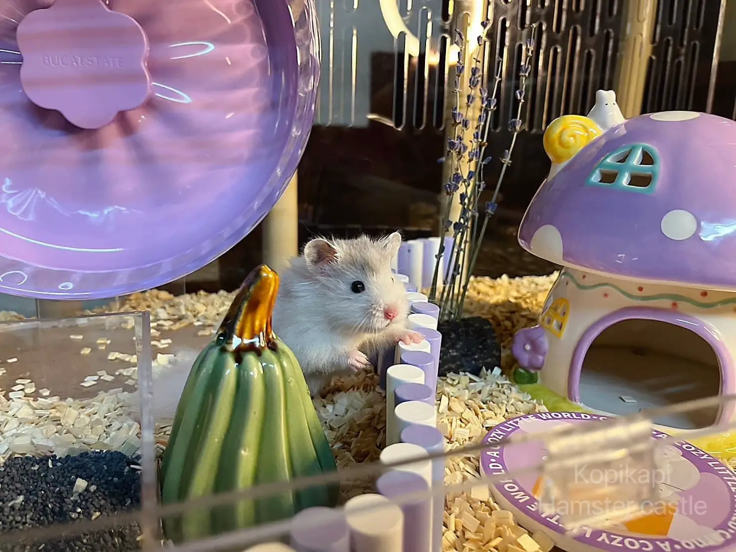 Curated visual reference: แปะพ ก ดของแต งกรงแฮมสเตอร แกลเลอร ท โพสต โดย Hamster Castle Photo Inspiration