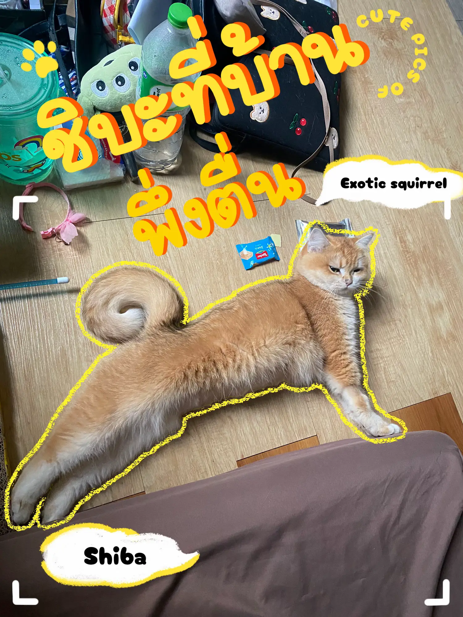 ゆここ様❤キャバリア オリジナル オブジェ♡ 愛犬の書籍 :: Tougou