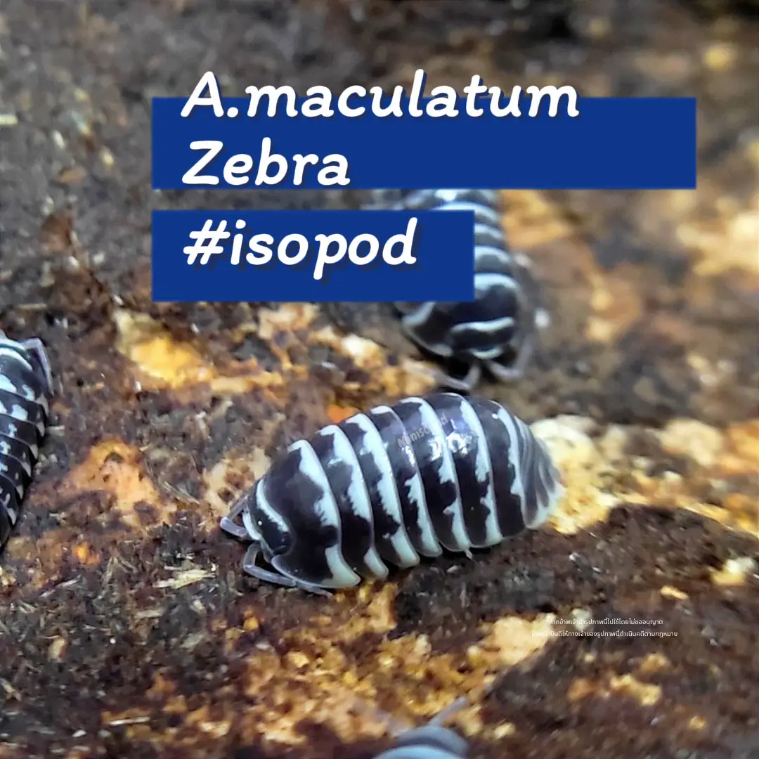 armadillidium-maculatum-zebra-white-gallery-posted-by-minisopod