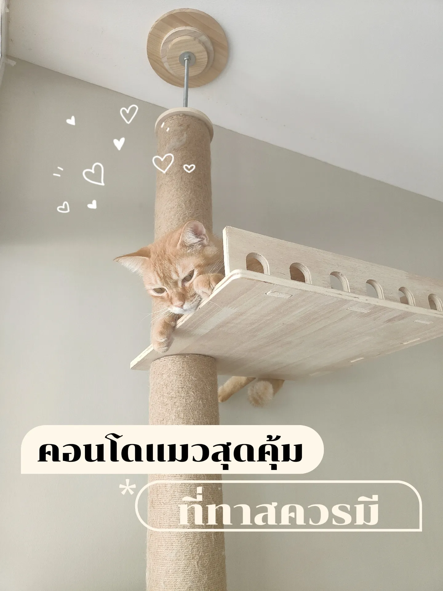 あきにゃん様確認用♡キャットセット あきにゃん様確認用♡キャットセット 【公式通販】