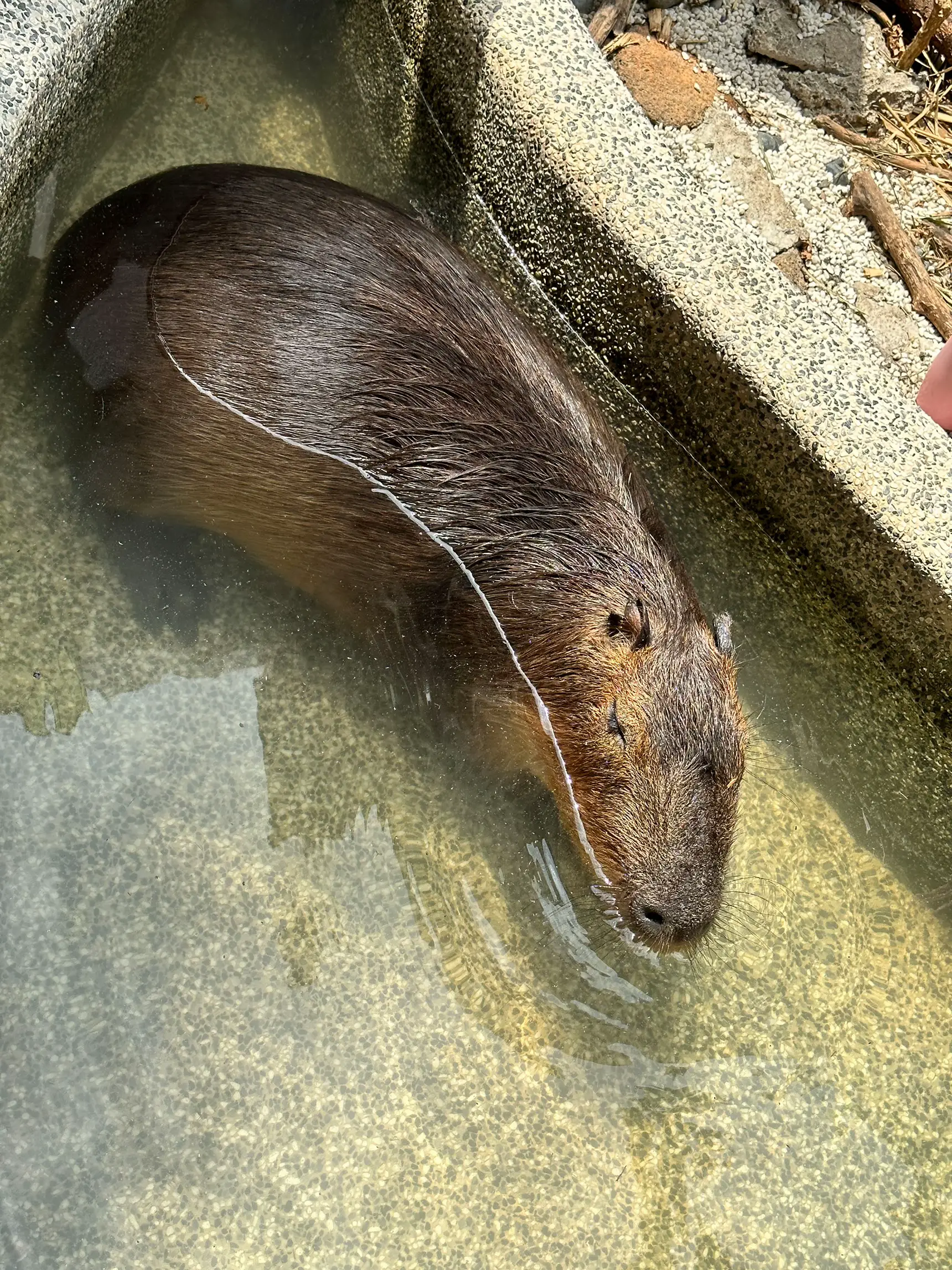 capybara #illustration #art #animals