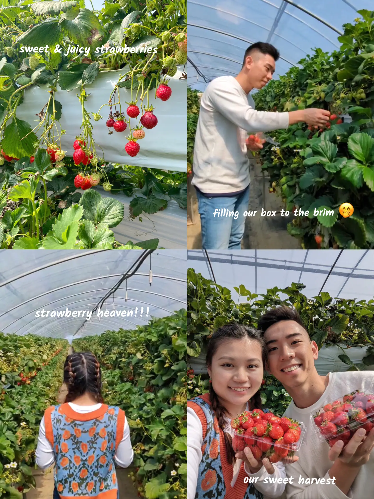 Strawberry Farm in Seoul Korea 🍓 Gallery posted by gina Lemon8