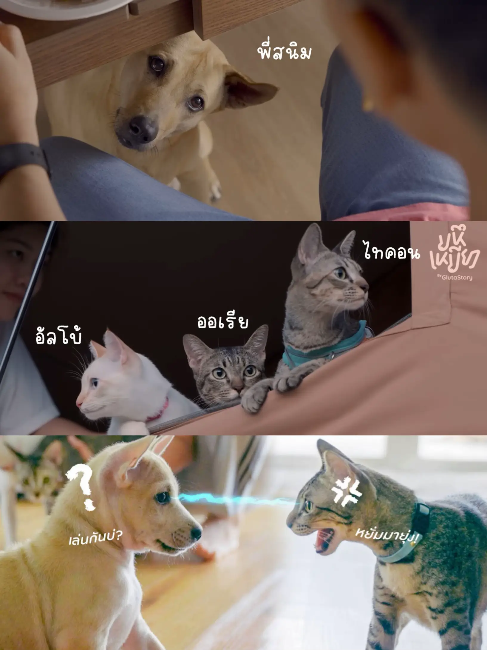 YouTubeの紹介犬の奴隷猫の奴隷見逃さないでください❗️  🏻 | SAW_が投稿したフォトブック | Lemon8