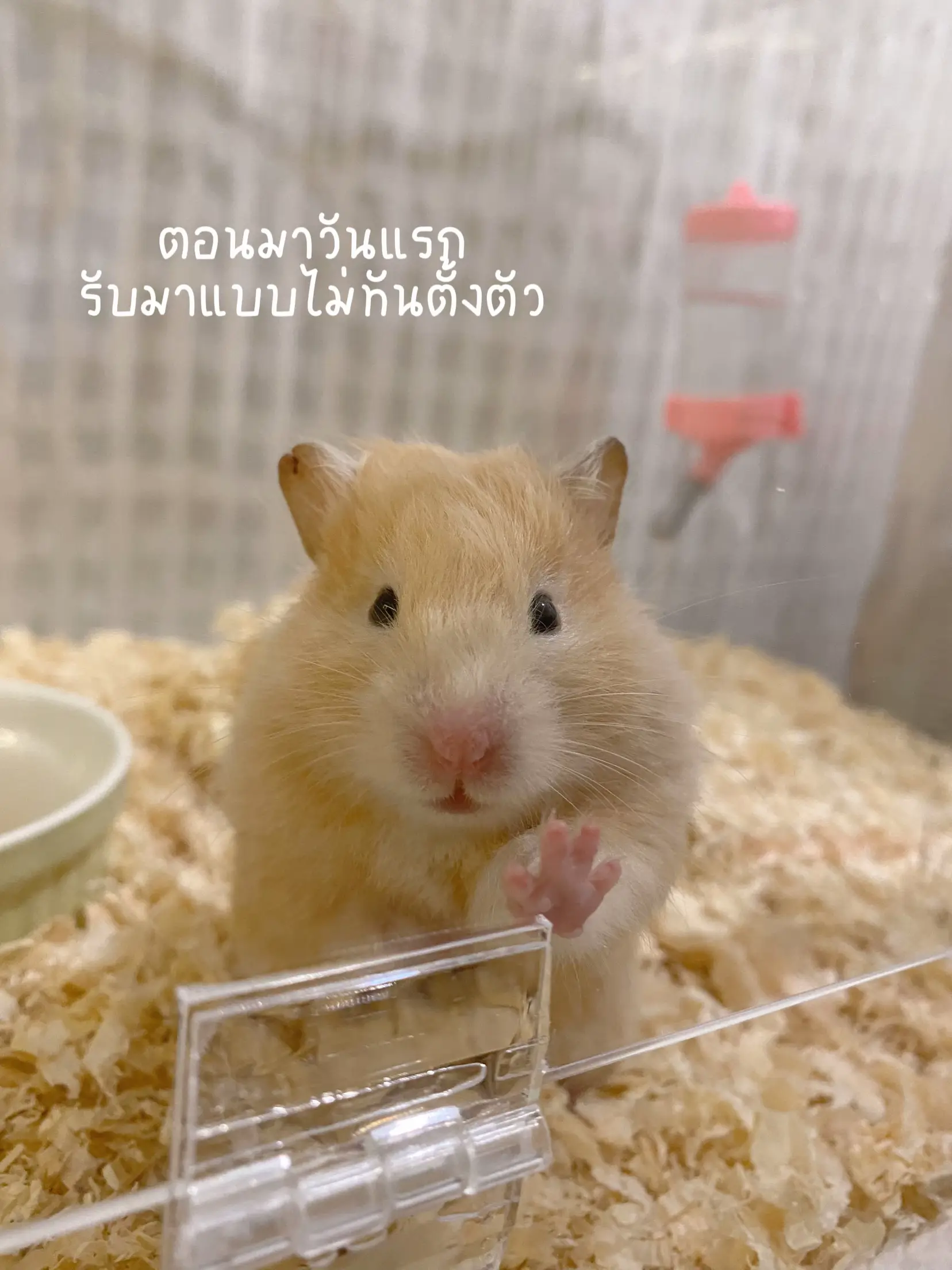 Syrian Hamsters in Singapore: Care & Prices [+ Expert Tips]