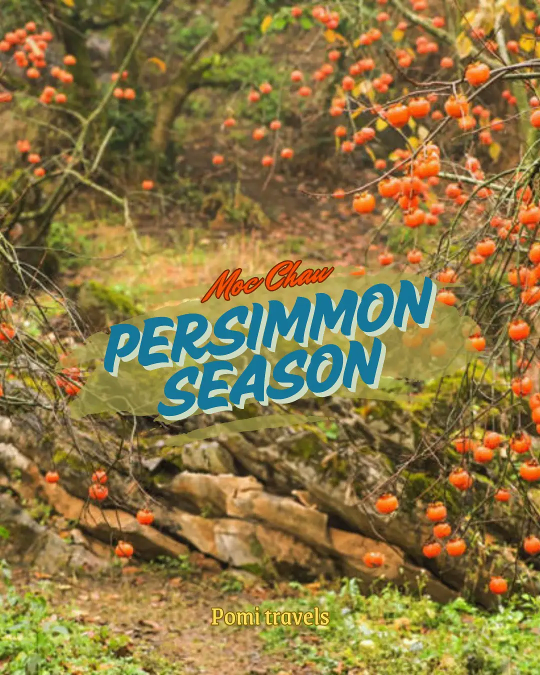 🍊 Persimmon Season in Mộc Châu🇻🇳 | แกลเลอรีที่โพสต์โดย Pomi Travels ...