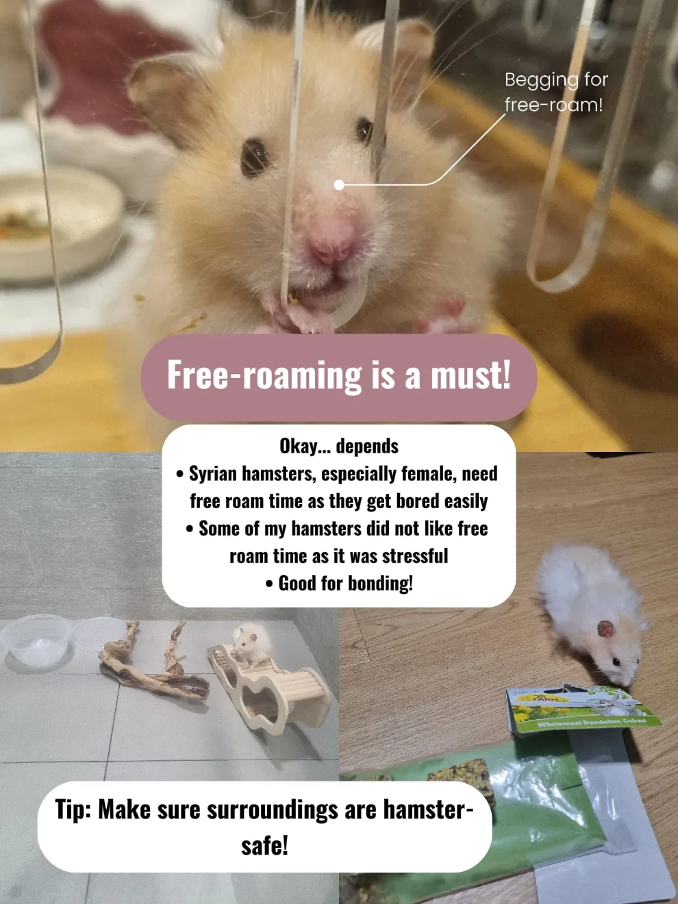 Syrian Hamsters in Singapore: Care & Prices [+ Expert Tips]