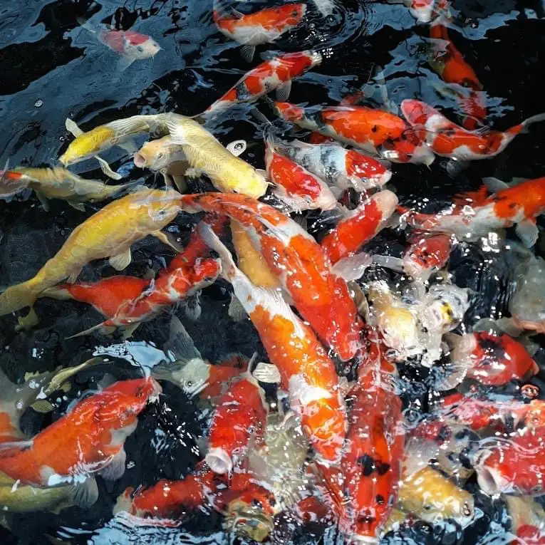 📍Nanyang Fish Farm, Kulai Galeri diposting oleh Daily Johor Lemon8
