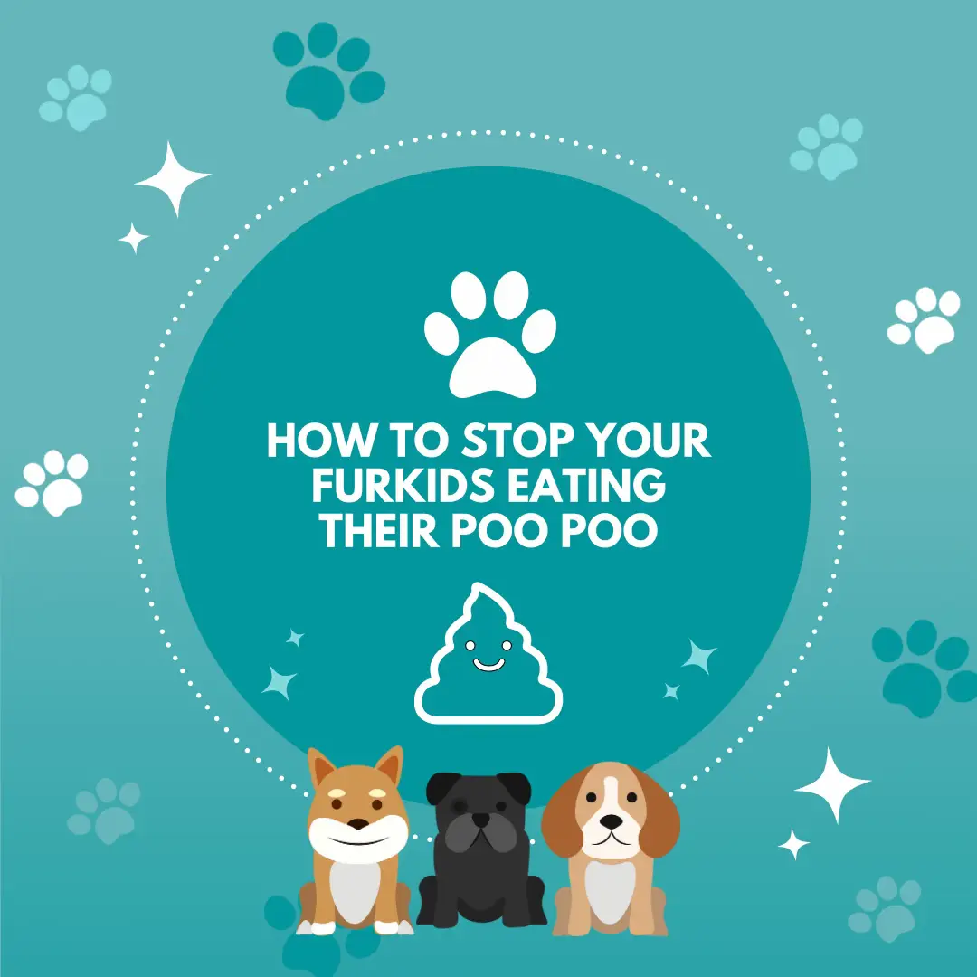 How to stop your furkids eating their 💩 's images(0)