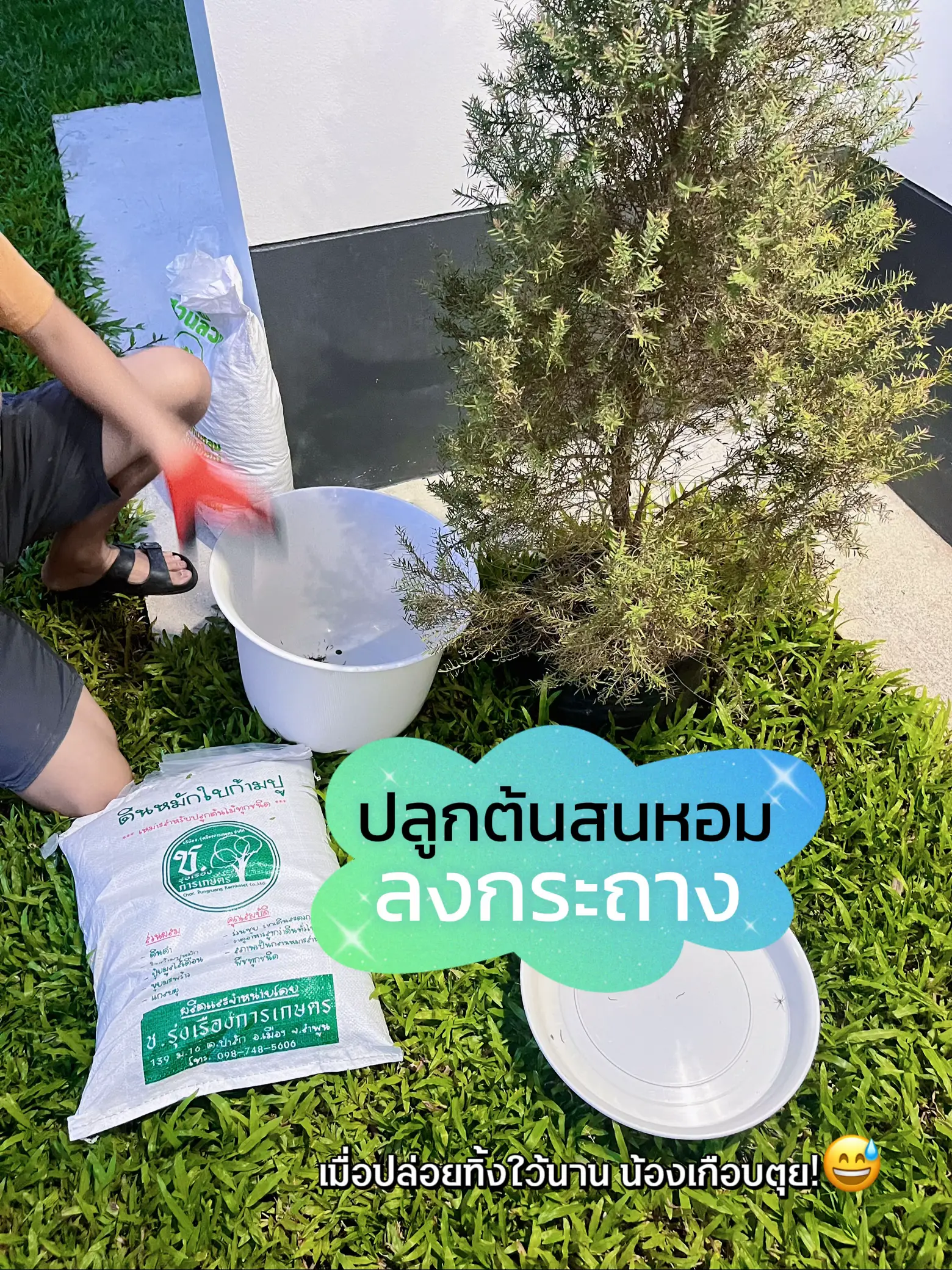ソヨゴ 140センチ ナナミノキ｜?GreenSnap（グリーンスナップ）