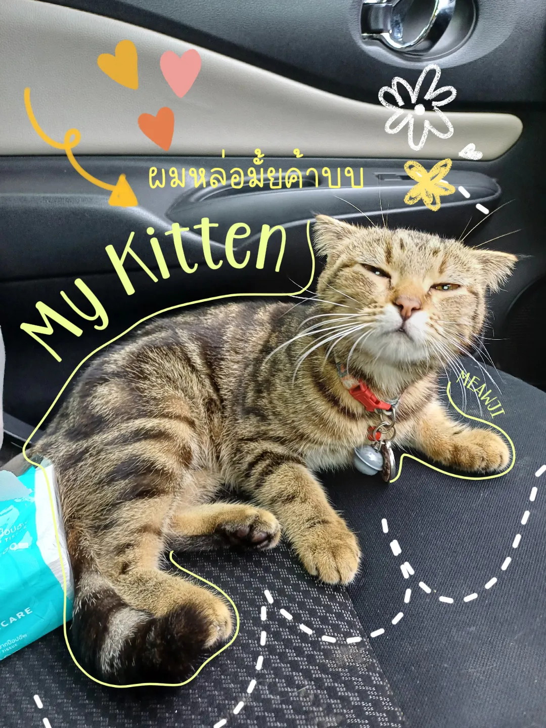 My Kitten Slang การค้นหาใน Lemon8