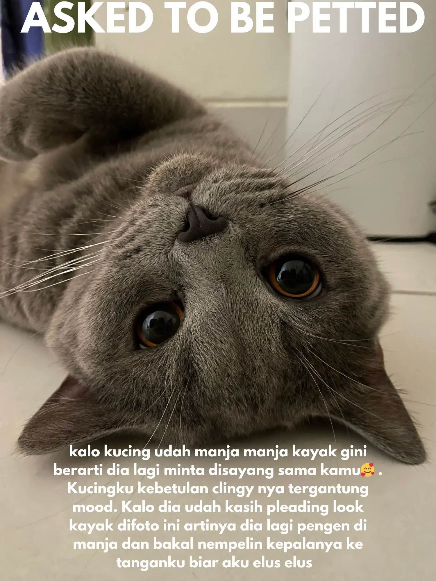 TANDA KUCING SAYANG DAN NYAMAN SAMA KAMU?🥰 | Gallery posted by Sarah |  Lemon8