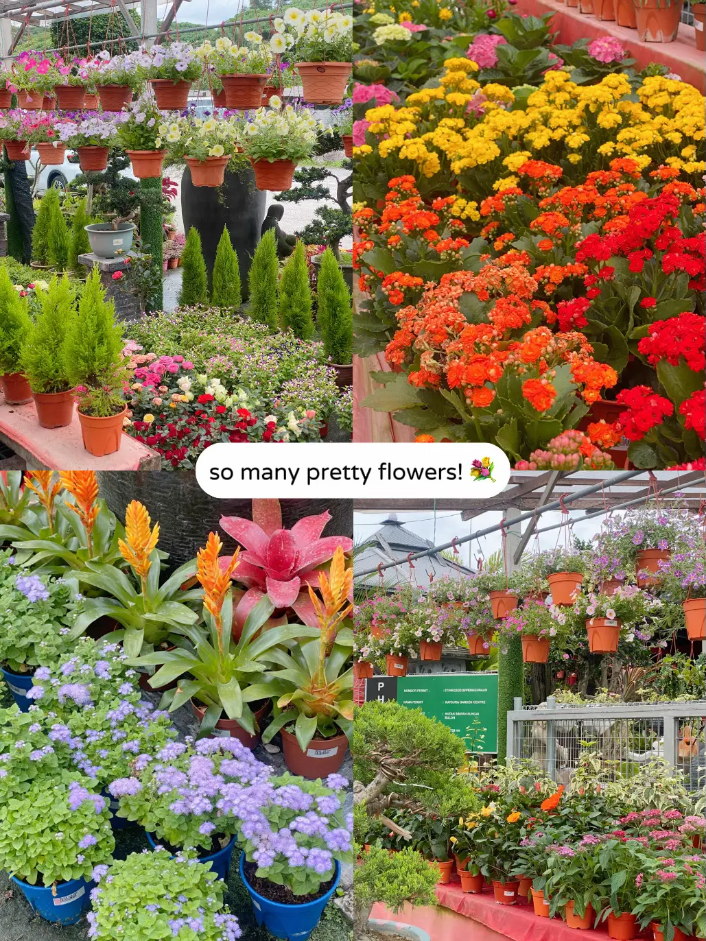 SAVE THIS for your next plant shopping trip! 🪴💐🌵🌼's images(2)