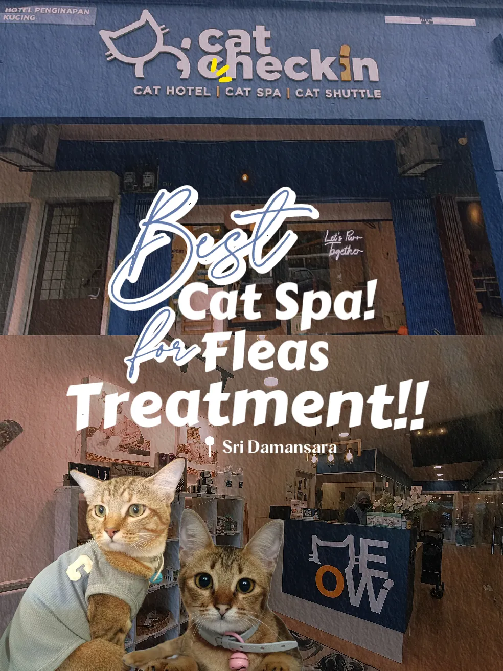 Cat spa hot sale near me