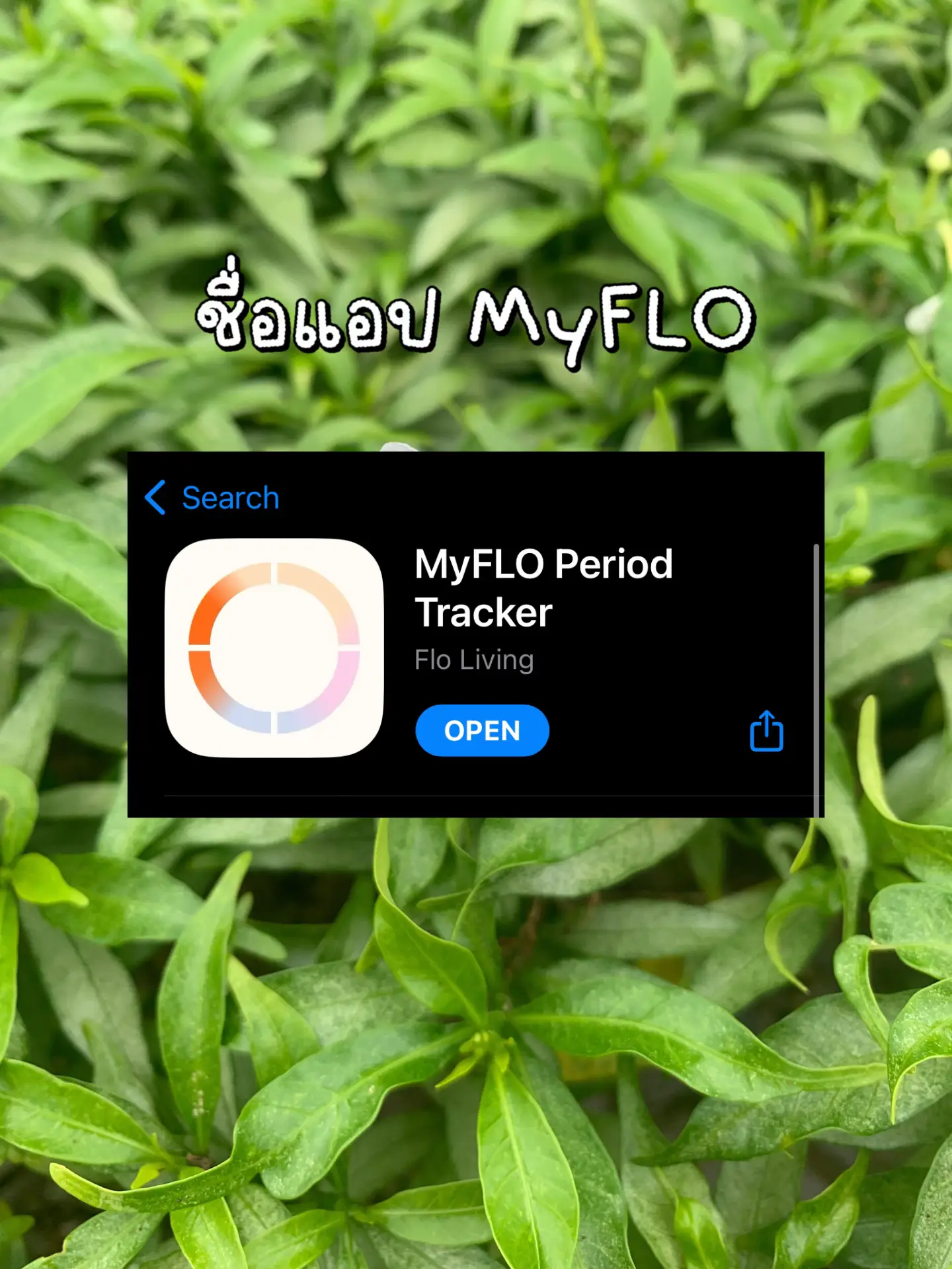 Myflo Program แนะนำแอปพลิเคชั่นสำหรับบันทึกประจำเดือน 🥀 🏻 | แกลเลอรีที่โพสต์โดย IRIN ...