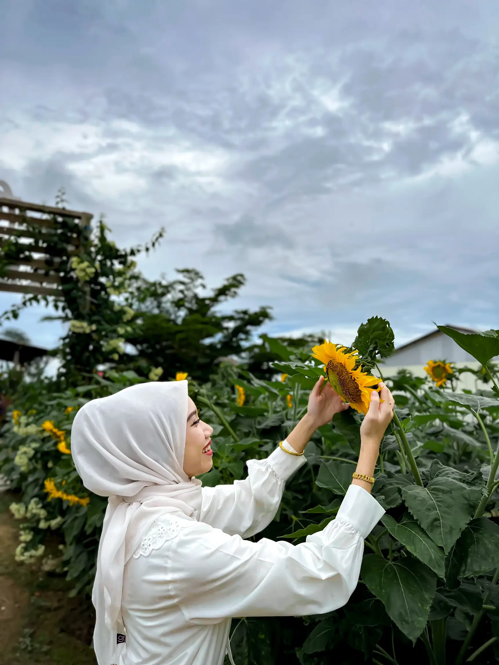 SUNFLOWER GARDEN BAGAN DATOH, PERAK 🌻 Galeri disiarkan oleh