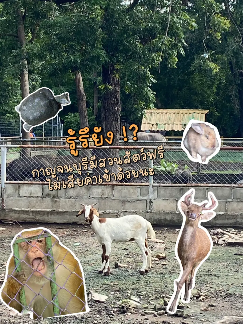 あなたはまだ知っていますか?動物園はガヤに入るのは無料です。 🐒 | เจนน่า ☆が投稿したフォトブック | Lemon8