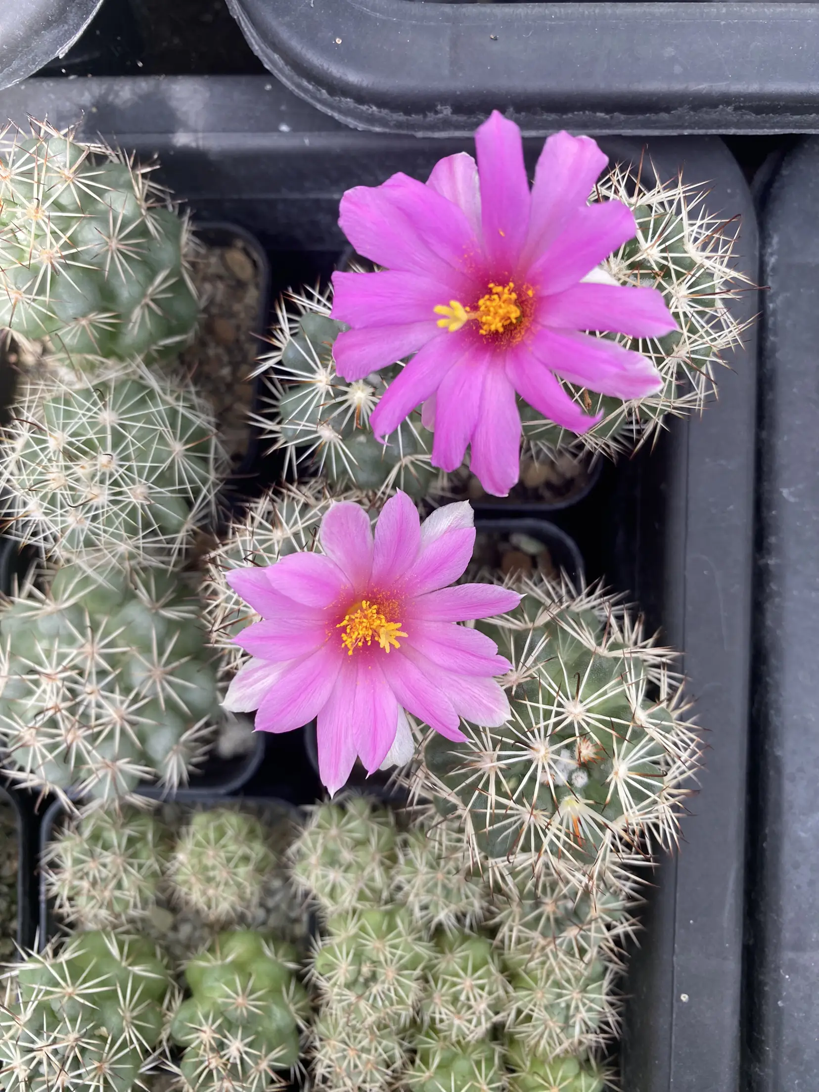 แมมชูแมนนิอาย Mammillaria schumannii 💜 | แกลเลอรีที่โพสต์โดย Tualek ...