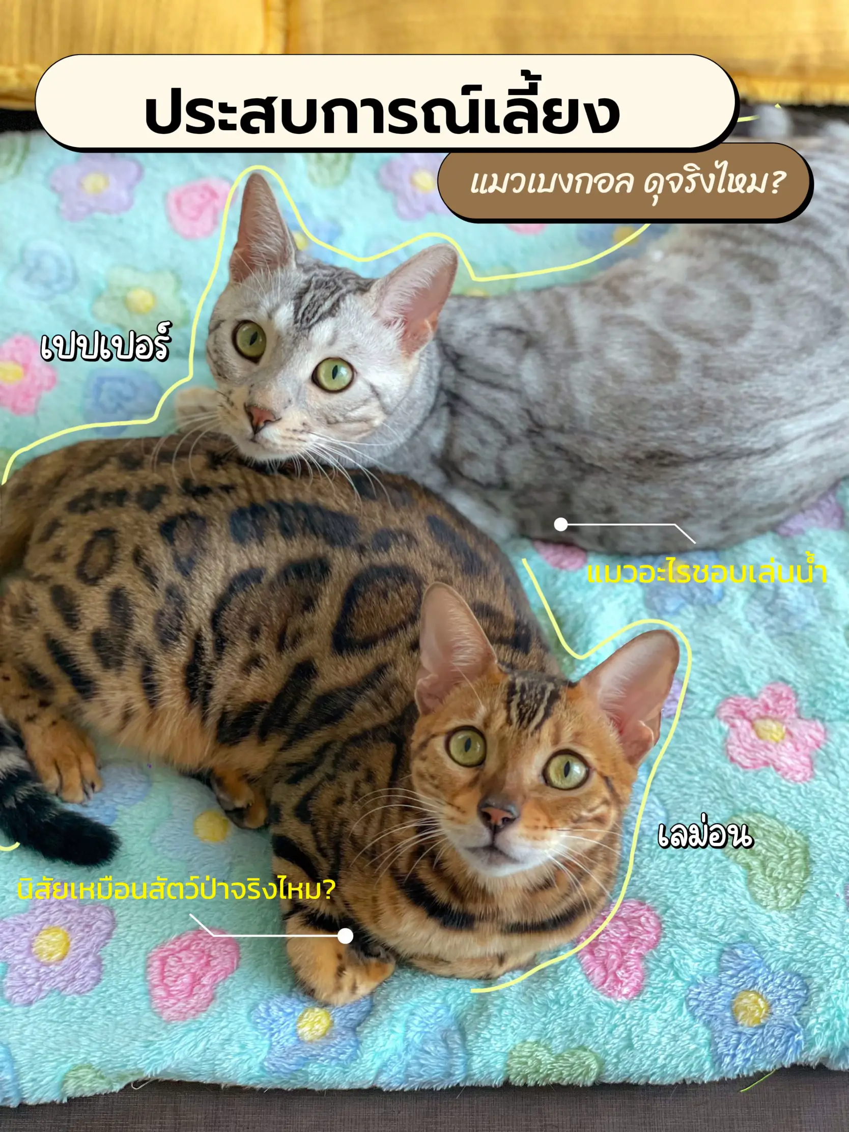 Raising a hot sale bengal kitten