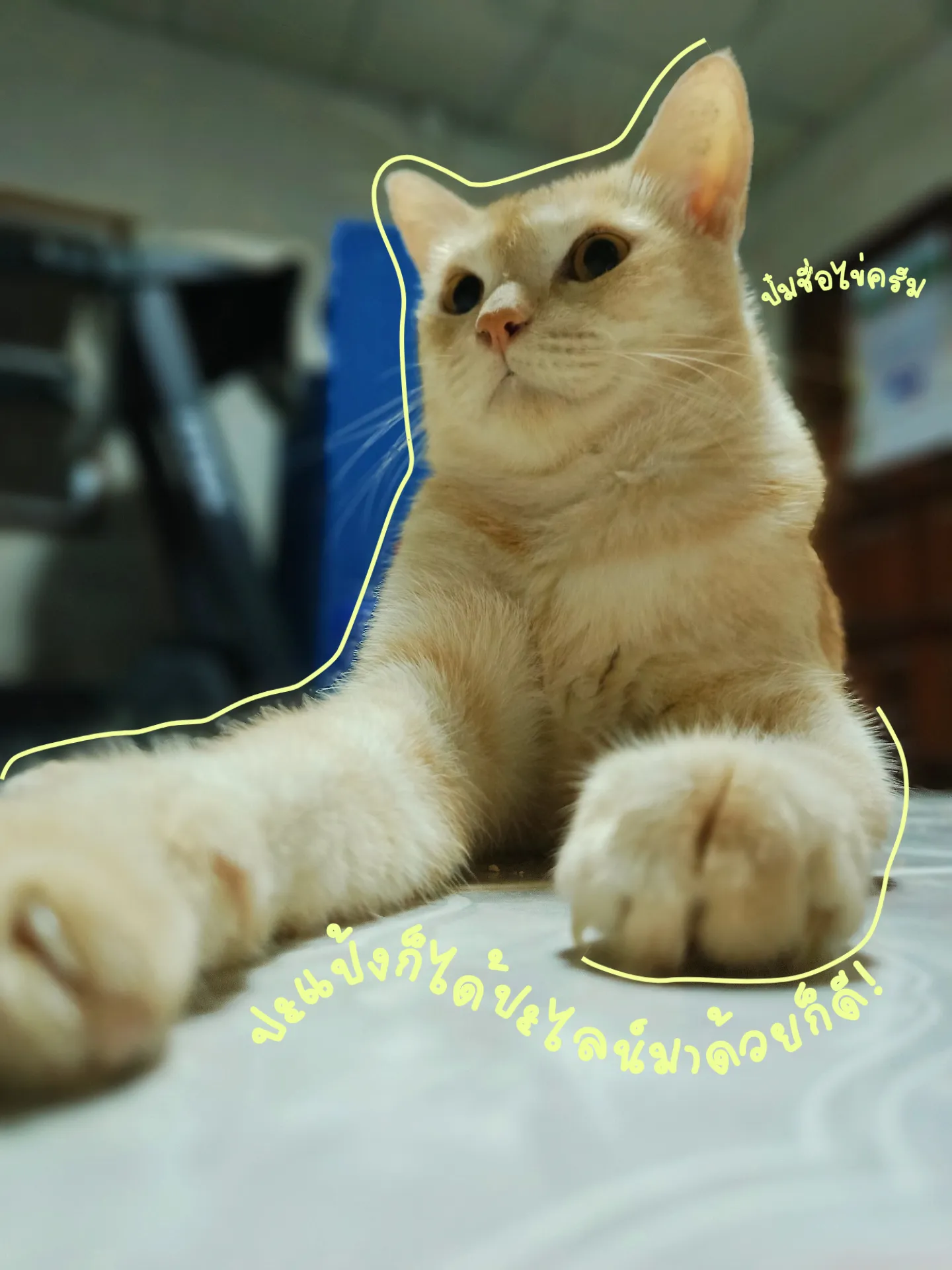 My Kitten Slang การค้นหาใน Lemon8