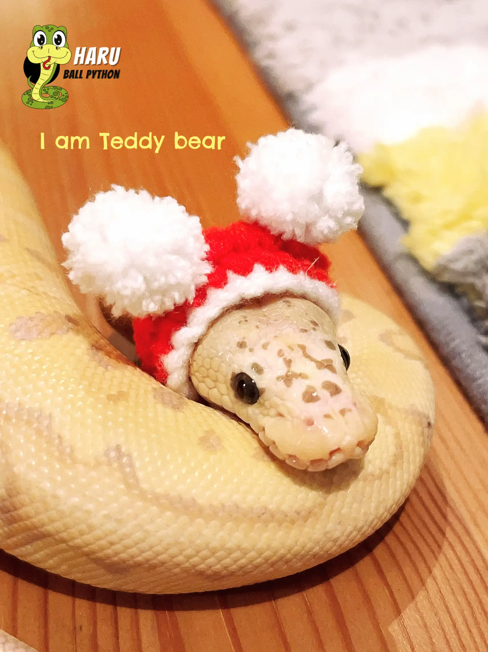 I am Teddy bear | แกลเลอรีที่โพสต์โดย Jerry Mice | Lemon8