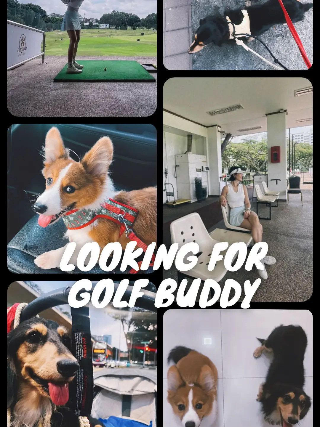 ✨Looking for Golf Buddy✨'s images(0)