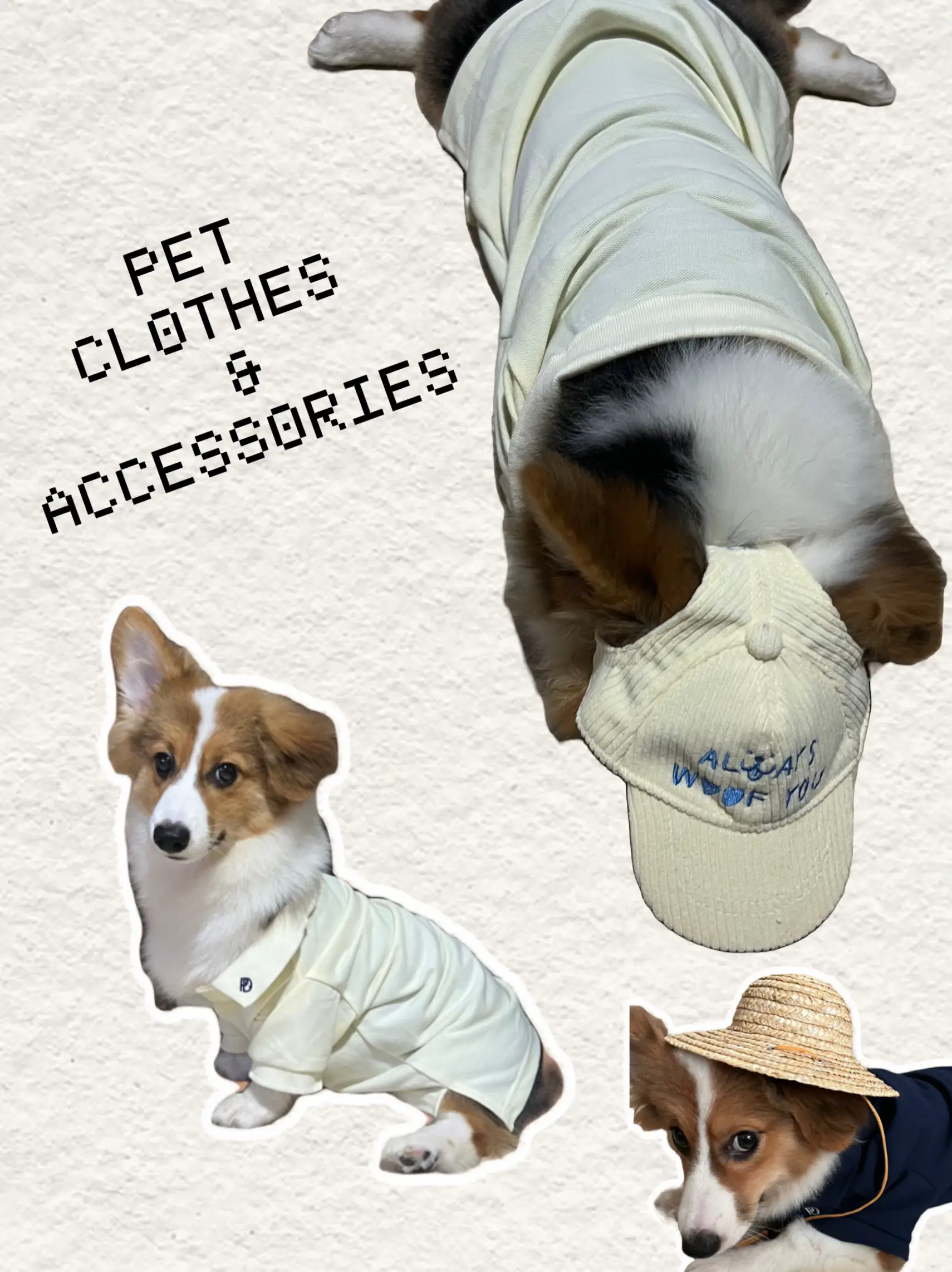 Pet Photo Accessories - Lemon8 Search