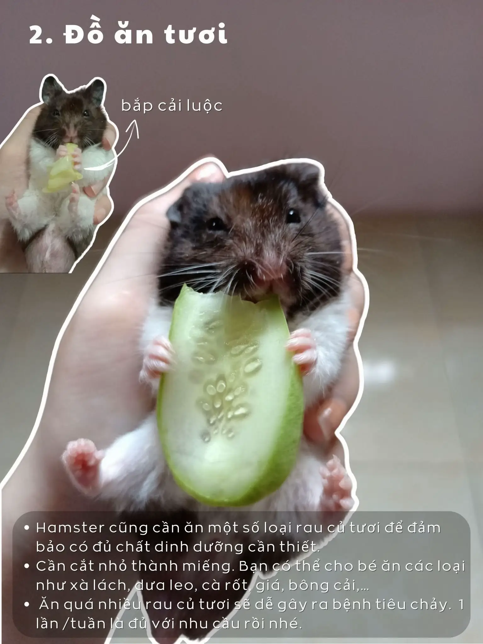 Những rủi ro và lưu ý khi cho hamster ăn tôm