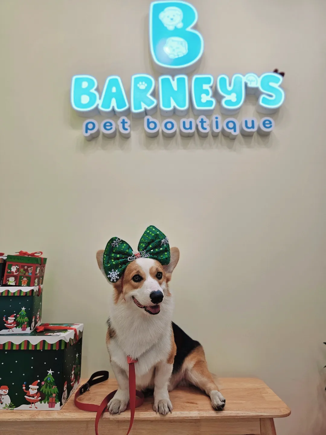 BARNEY'S PET BOUTIQUE แกลเลอรีที่โพสต์โดย Lemon8