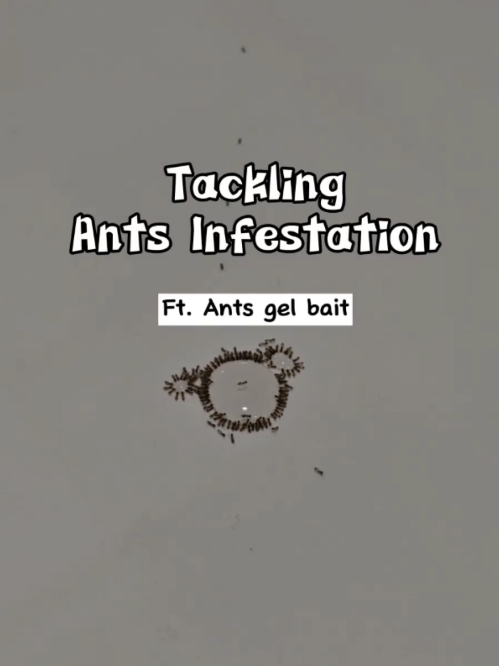 Ants infestation?? How?! 😭's images