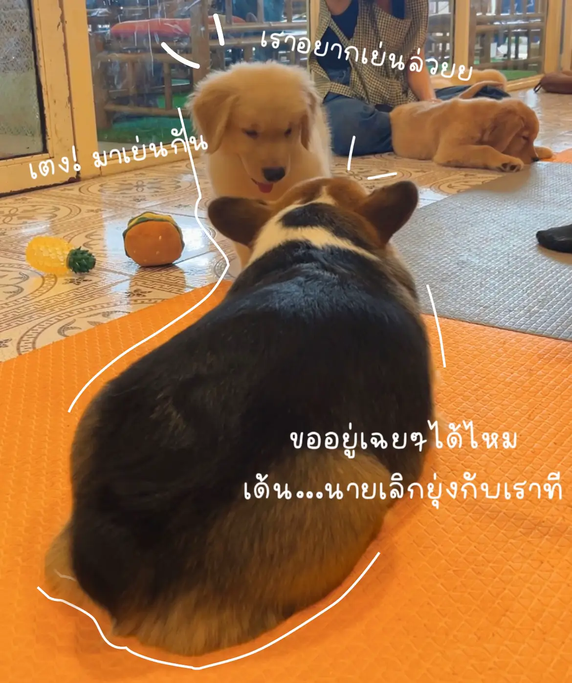 Bangkok Dog Cafe🧡 คาเฟ่ฟาร์มหมาที่นุ้บนิ้บหัวใจมากที่สุด แกลเลอรีที่