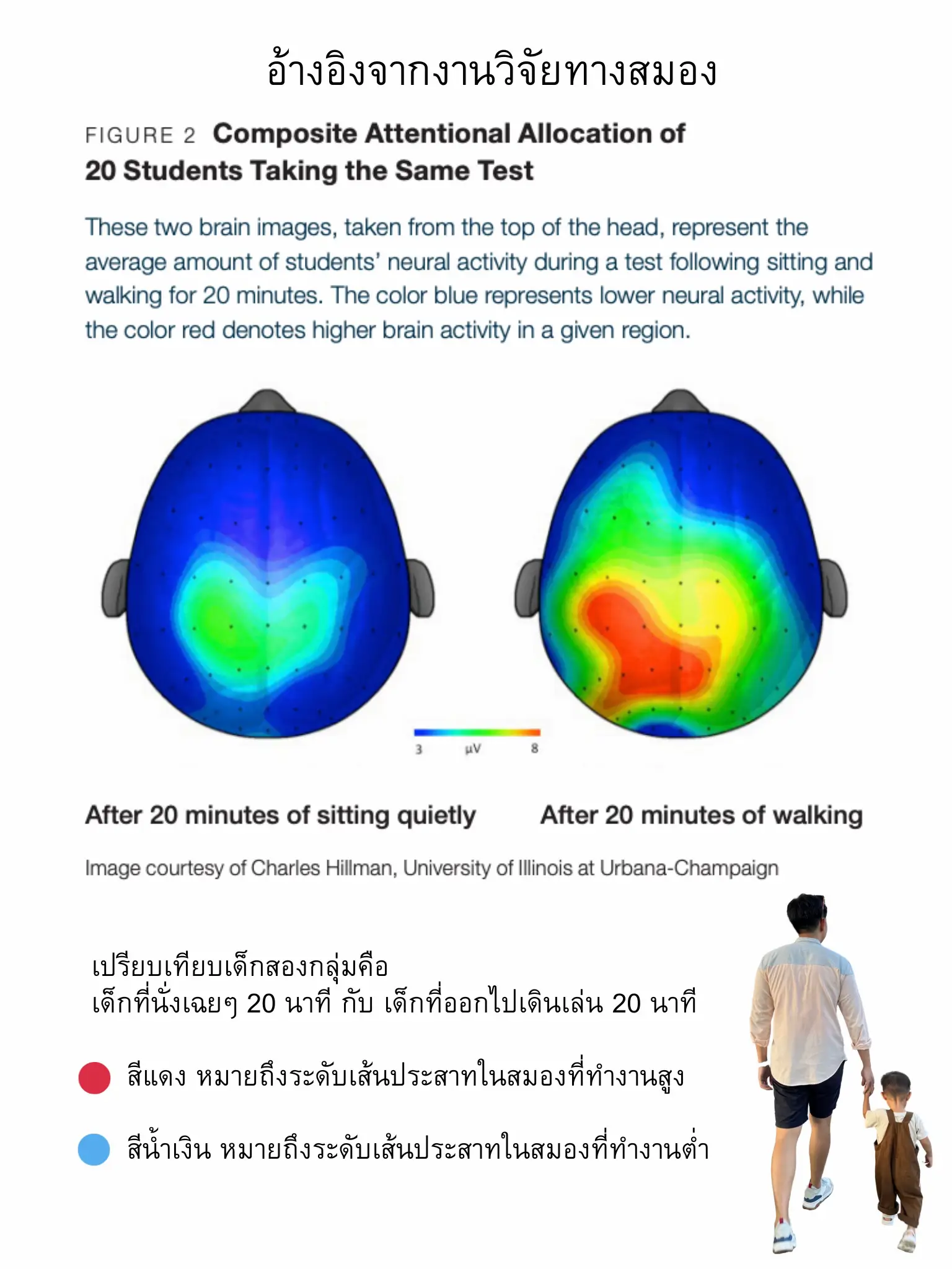 สมองลูกพัฒนาดีเพียงเพราะ “ไปเดินเล่น” 🧠💖 แกลเลอรีที่โพสต์โดย Mama