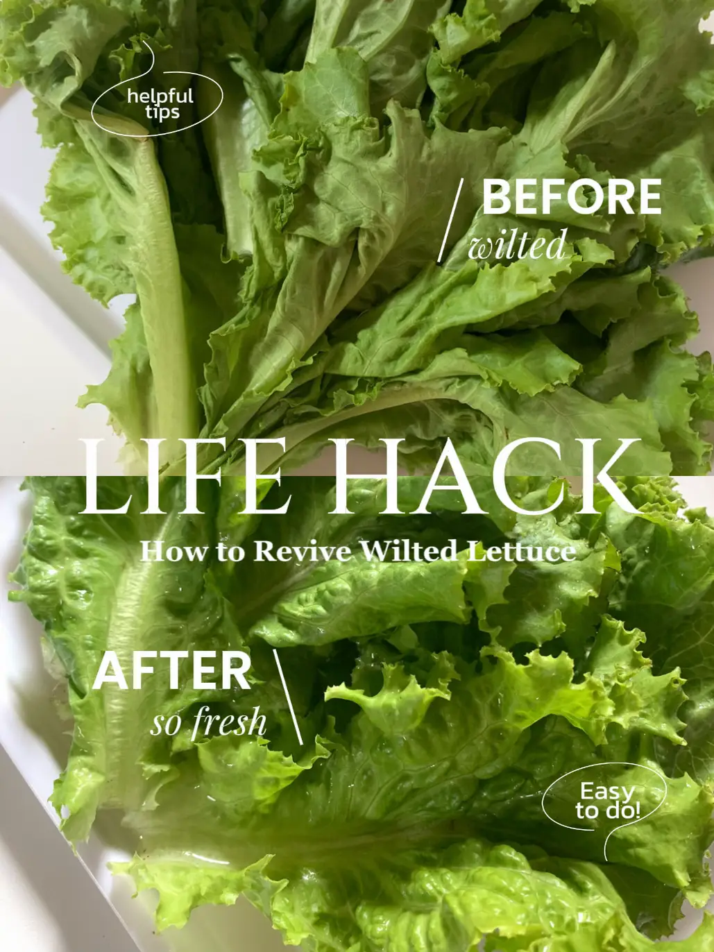 LIFE HACK HOW TO REVIVE WILTED LETTUCE 🥬 juli ssが投稿したフォトブック Lemon8