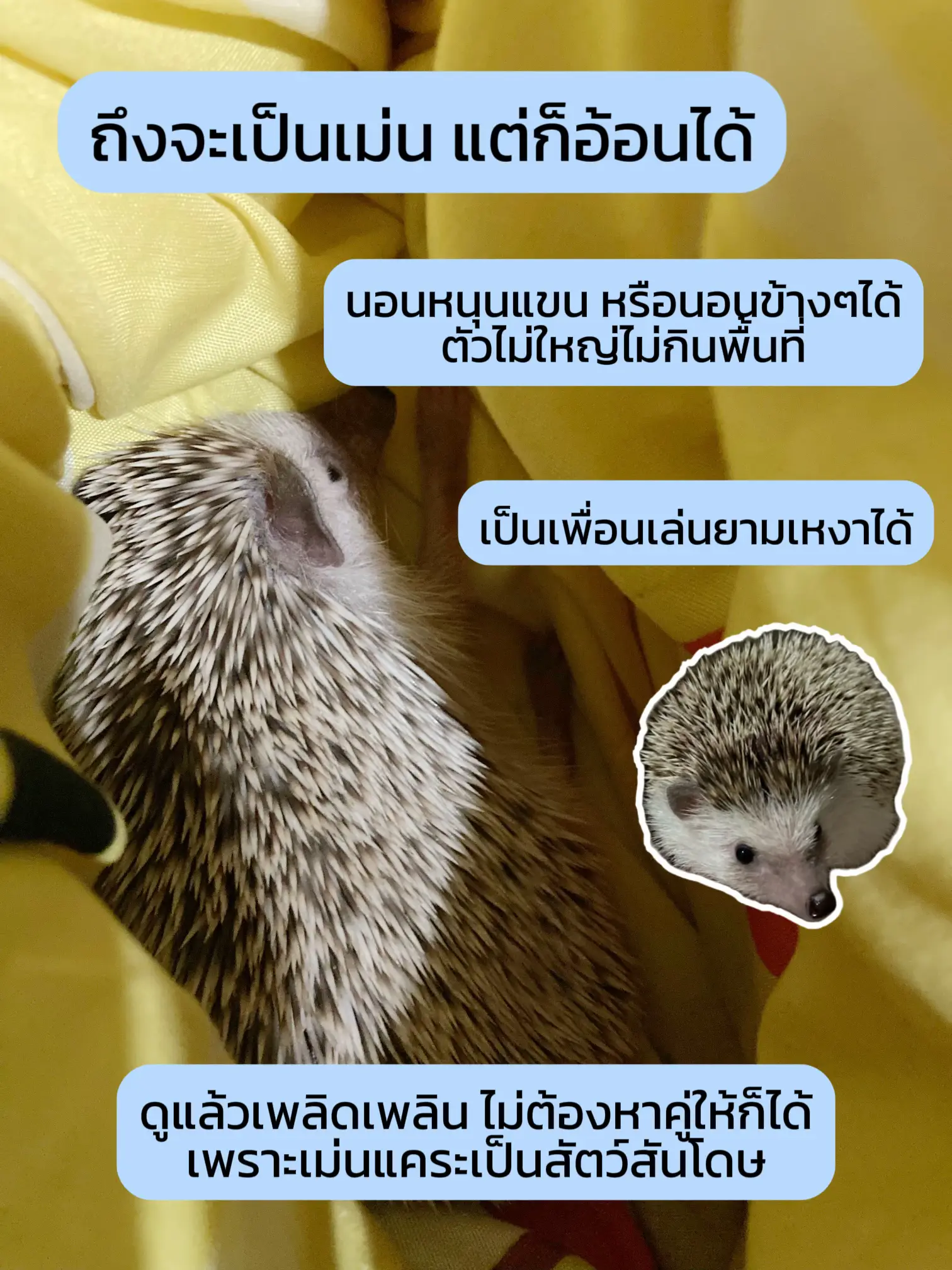 ทำไม😱 ต้องเลี้ยงเม่นแคระะะ | แกลเลอรีที่โพสต์โดย เจ้าเม่นตัวจิ๋ว | Lemon8