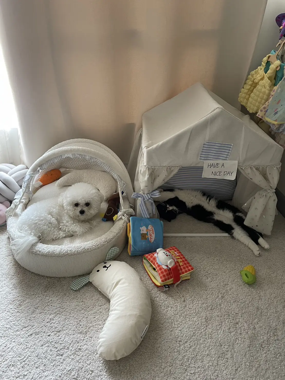 review-of-how-do-cats-and-dogs-live-together-gallery-posted-by