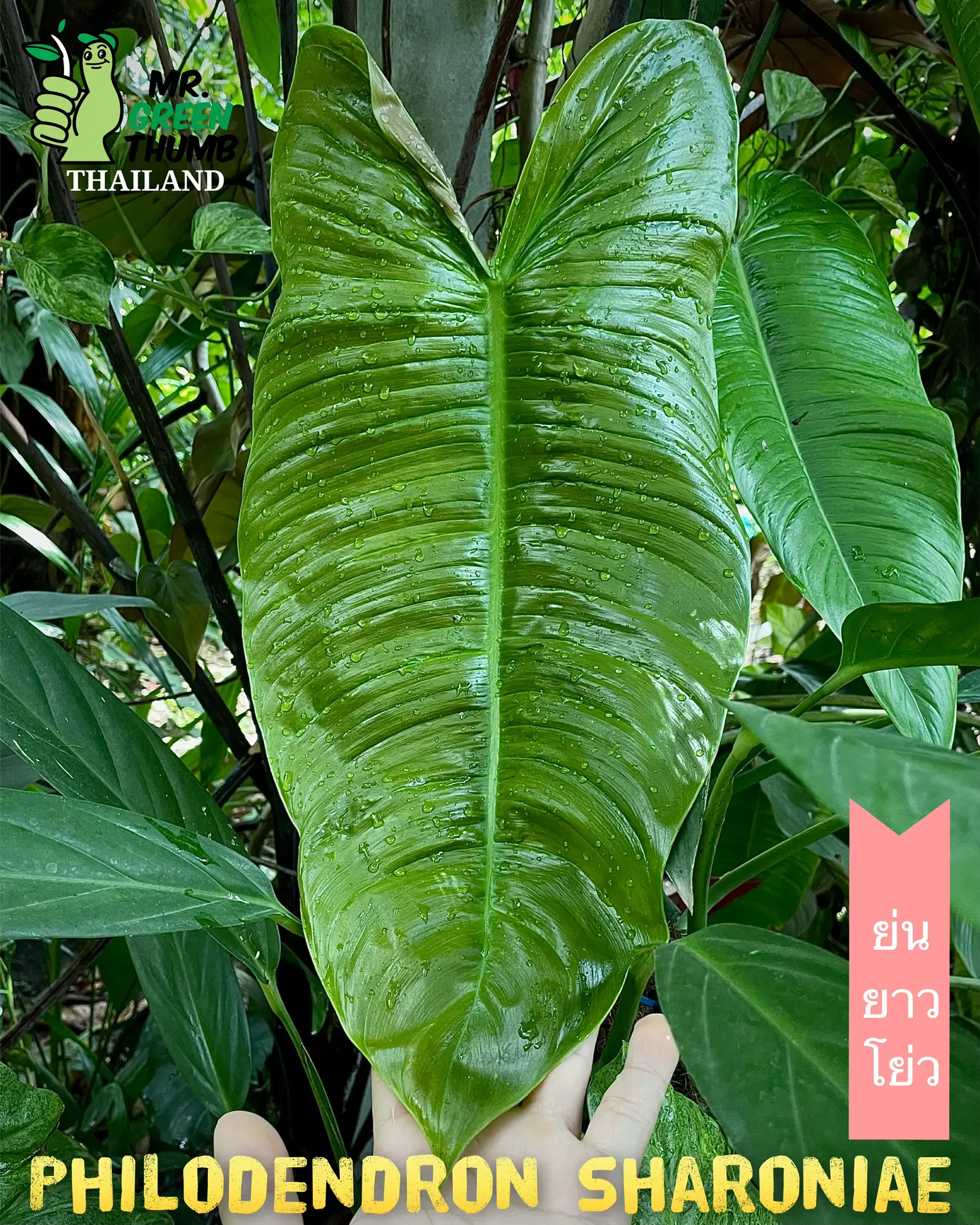 Philodendron Sharoniae