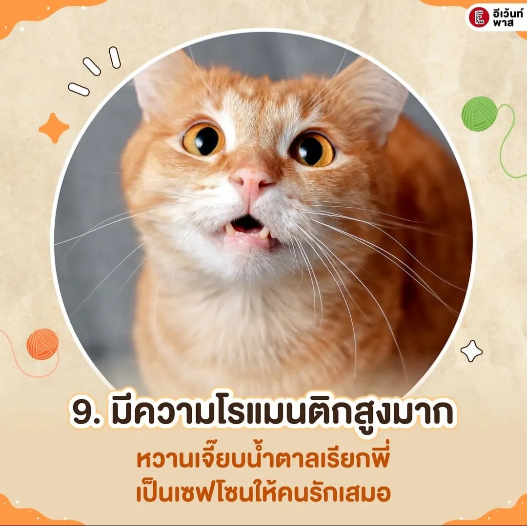 แมวส้มบ้านเรานิสัยยังไงกันบ้างน้า 🐈🐱 | แกลเลอรีที่โพสต์โดย waris_ | Lemon8