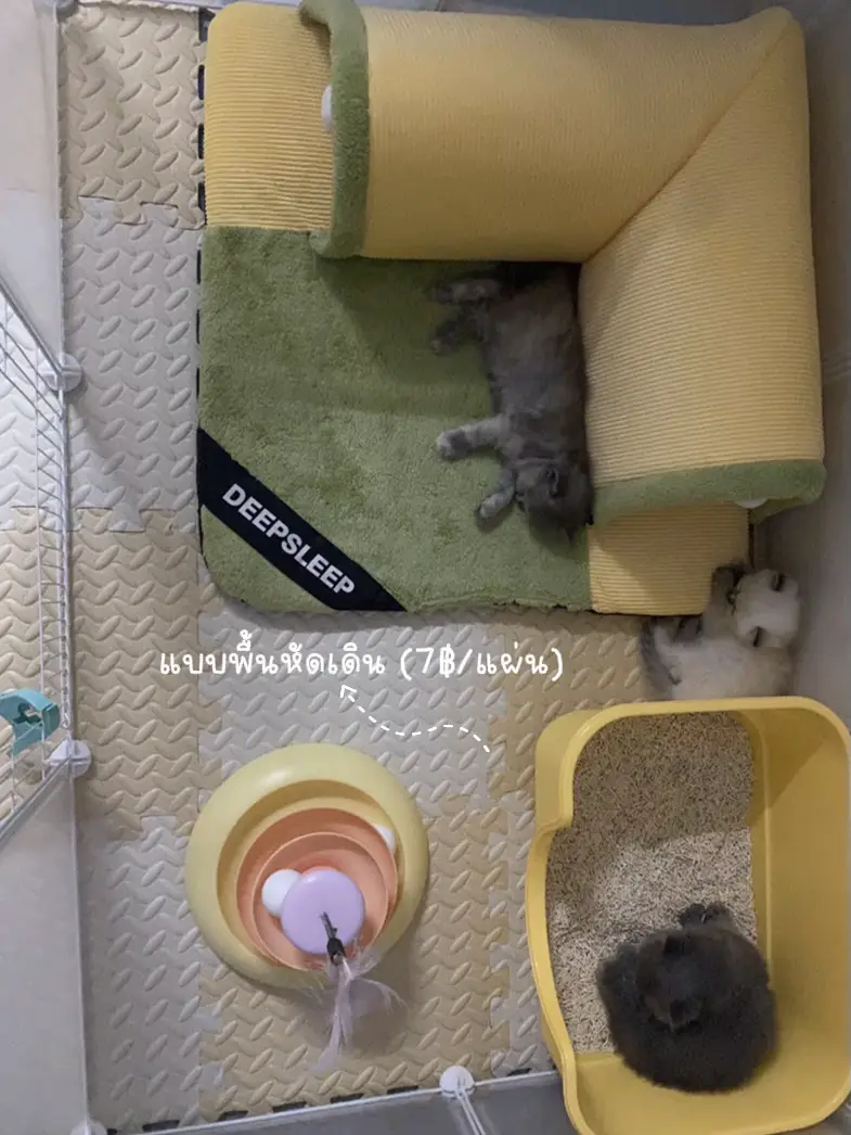 ไอเดียจัดที่นอนแมวเด็ก อายุ1เดือน😻 แกลเลอรีที่โพสต์โดย Devil ψ(`∇´)ψ