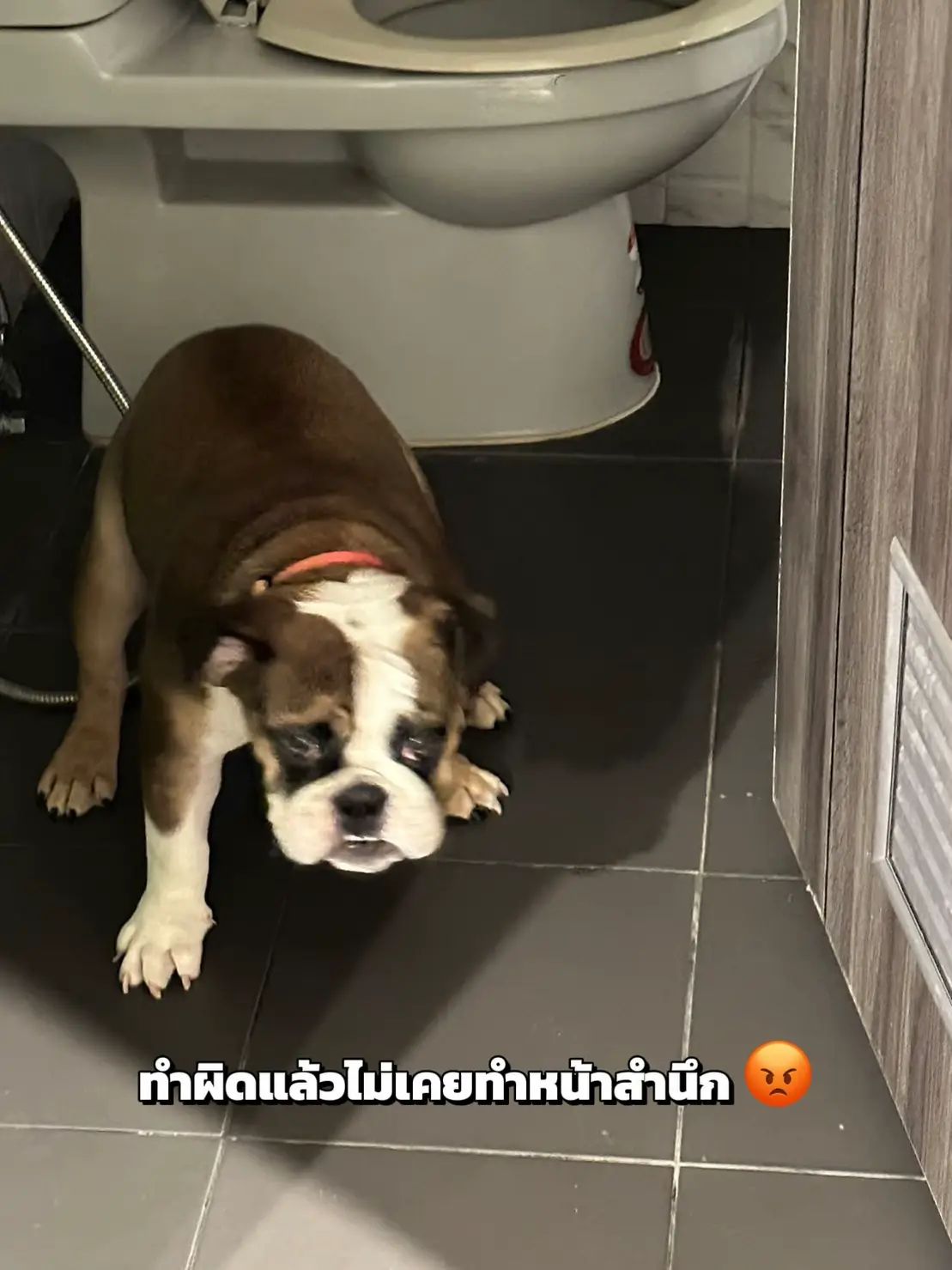 English Bulldog: How much money does it take to raise this breed? | Gallery  posted by Tanyong. | Lemon8